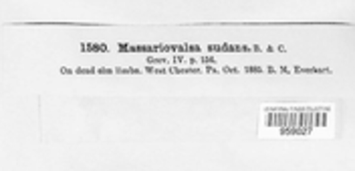 Massariovalsa image
